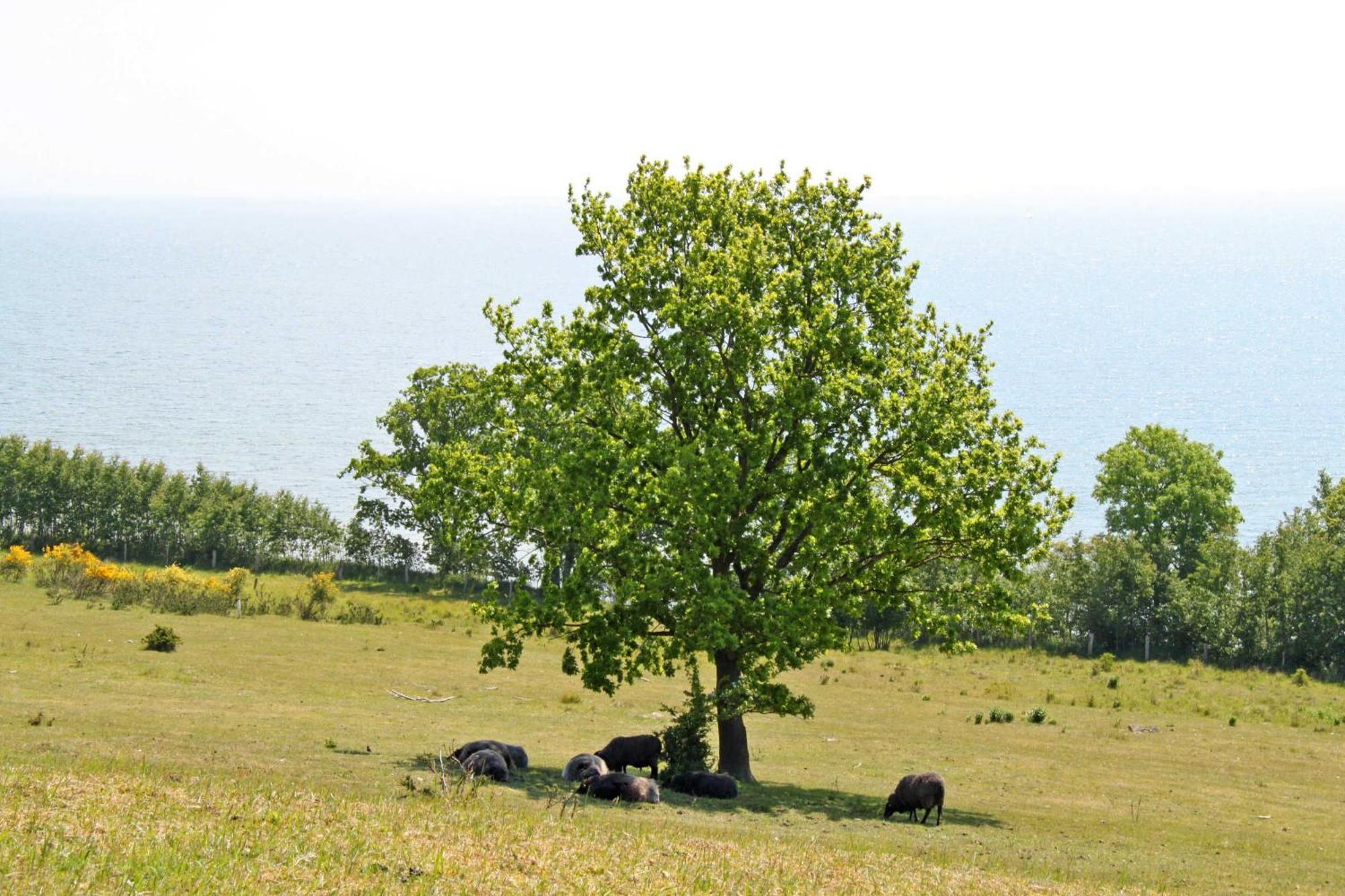 Ferienwohnungen in Göhren Exterior foto